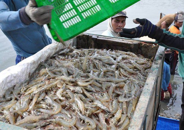 Udang Topang Ekspor Sektor Perikanan di Jatim