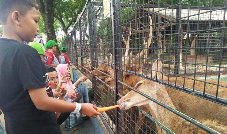 Risma Prioritaskan Perbaikan Kandang Satwa KBS