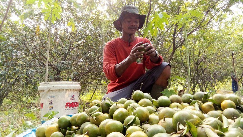 SPPG Dongkrak Pendapatan Petani Jeruk Kota Mojokerto