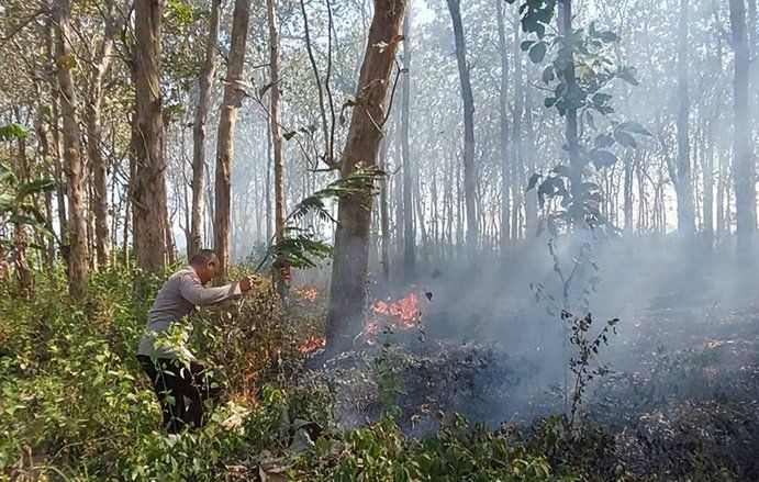 Hutan Jati Milik Perhutani Yang  Terbakar di Malang Berhasil Dipadamkan