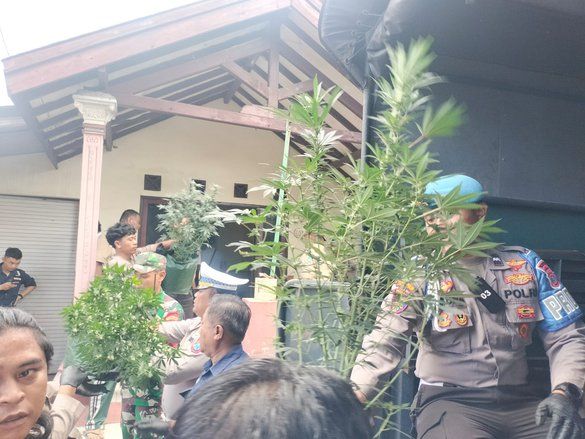 ‎Rumah Kontrakan di Jombang Disulap Jadi Kebun Ganja, Polisi Amankan Ratusan Batang