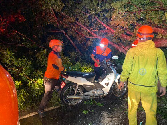 Hujan dan Angin Kencang Terjang Jember, Pohon Tumbang di Enam Kecamatan