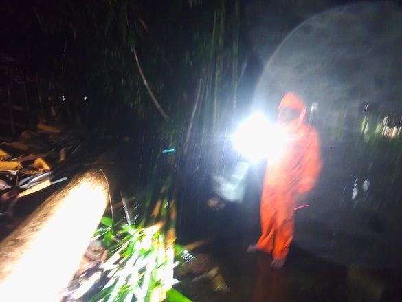 Pohon Tumbang Timpa Dua Pengendara Motor di Jember Saat Hujan Deras