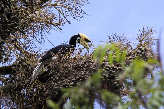 Burung Rangkong di Malang Selatan Semakin Langka