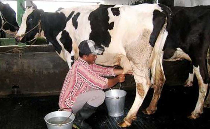 Ratusan Sapi Perah di Probolinggo Terpapar Wabah PMK, 11 Ekor Mati