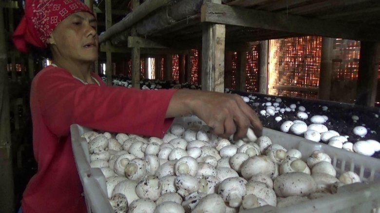 Gurihnya Budi Daya Jamur Kancing di Lereng Bromo