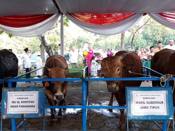 Di Masjid Akbar Surabaya, Sapi Jokowi Paling Besar