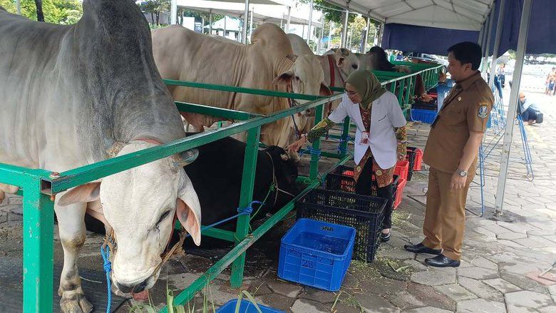 Sapi Kurban Presiden Mengamuk di Masjid Al-Akbar Surabaya