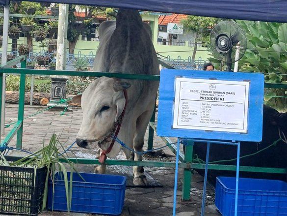 Sapi Kurban Presiden dari APBN, Di Mana Batas Ibadah dan Anggaran Negara?