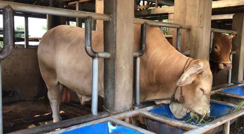 Prabowo Pilih Dua Sapi Kurban Jumbo dari Mojokerto, Bobotnya Lebih dari Satu Ton