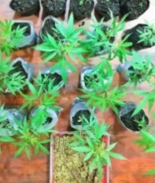 Polres Malang Sita Sabu dan 38 Batang Tanaman Ganja di Kecamatan Tumpang