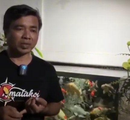 Jurnalis Pembudidaya Ikan Koi