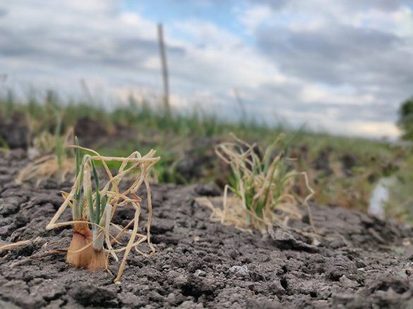 Petani Bawang Probolinggo Gagal Panen Akibat Serangan Hama Ulat