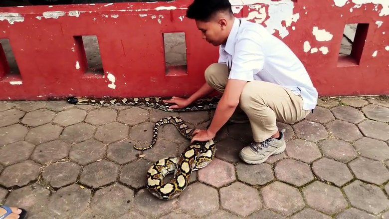 Ular Piton 4 Meter Masuk Permukiman Pacet, BBKSDA Jatim Lakukan Evakuasi