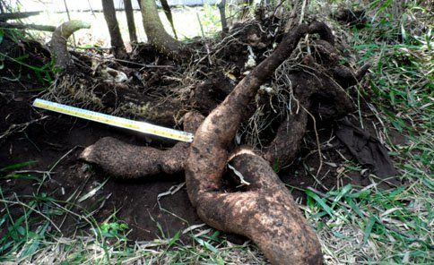 Beragam Manfaat Umbi Uwi yang Jarang Diketahui