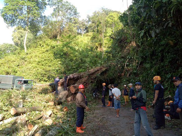 Pohon Tumbang, Jalur Selatan Lumajang-Malang Lumpuh