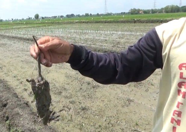 Ratusan Hektar Sawah Diserang Tikus, Dinas Pertanian Madiun Basmi Pakai Cara Ini