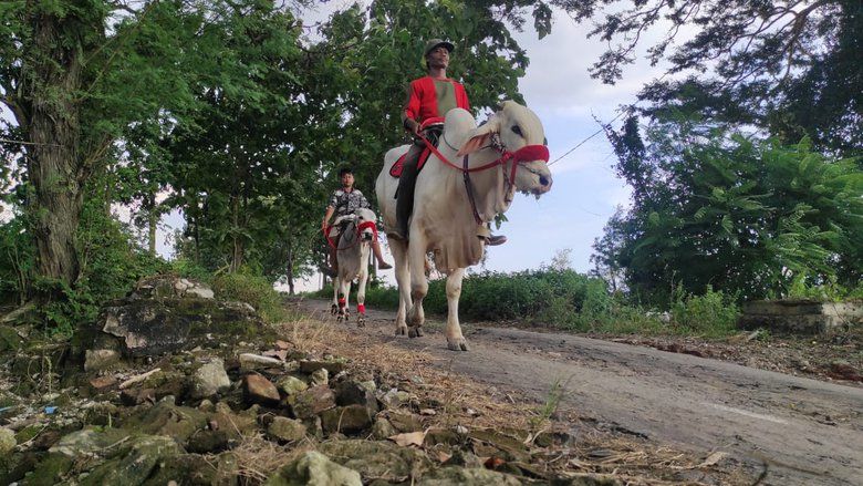 Melihat Sapi Tunggang di Alas Dawar, Seperti Anak yang Disayang