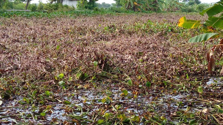 Enceng Gondok Membusuk di Bantaran Sungai Dinoyo Lamongan, Kadis SDA: Tidak Akan Mencemari Sungai
 