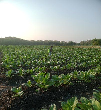 Bagi Hasil Cukai Tembakau di Lamongan Digunakan untuk Pupuk hingga Jalan Produksi