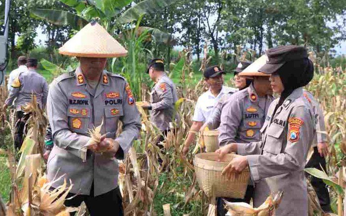Dukung Swasembada Pangan, Polres Madiun Kembali Panen Jagung