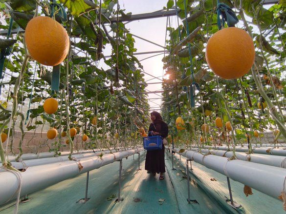 Wisata Petik Melon Hidroponik Jadi Primadona Baru di Probolinggo