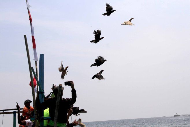 Tradisi Ayam Sap-Sap Pikat Wisatawan Pasir Putih Situbondo