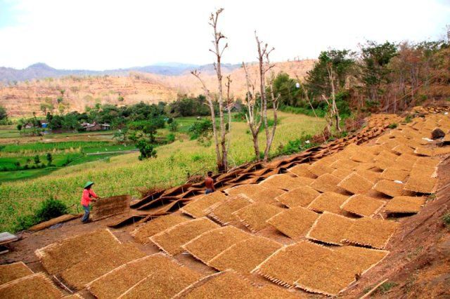 <strong>Pemkab Situbondo Melatih </strong><strong>IKM  </strong><strong>Gunakan Dana DBHCHT</strong>