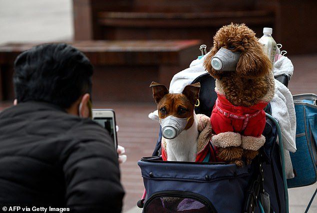 Anjing asal Hong Kong, Binatang Peliharaan Pertama Mati usai Tertular Covid-19