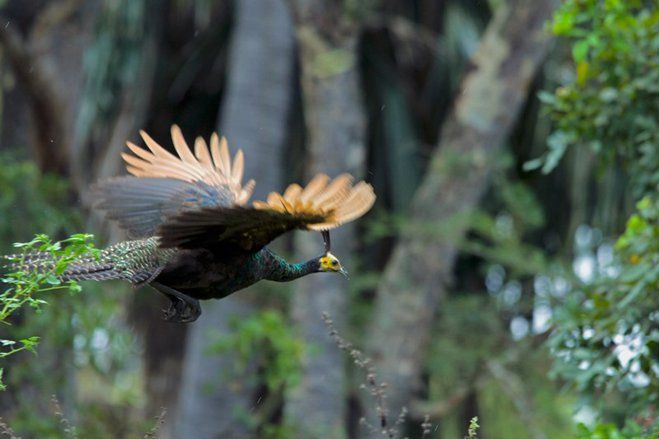 <em>'Hunting' </em>Foto Satwa Liar Dilindungi di Masa Pandemi