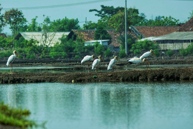 Memantau Migrasi Bangau Bluwok di Pesisir Utara Probolinggo