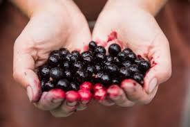 Konsumsi Blackcurrant untuk Tingkatkan Daya Tahan Tubuh