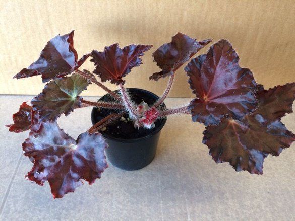 Ini Jenis Tanaman Hias yang Bisa Cerahkan Hunian