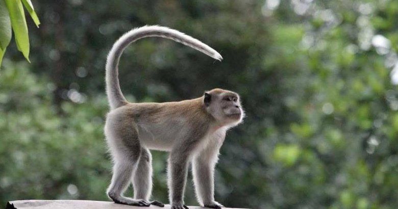Monyet Ekor Panjang Berkeliaran di Permukimam Padat Penduduk Bikin Resah Warga Mojokerto
