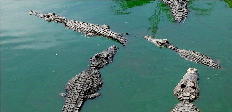 Buaya Muncul di Bengawan Solo, BPBD Bojonegoro Cek Kebenarannya