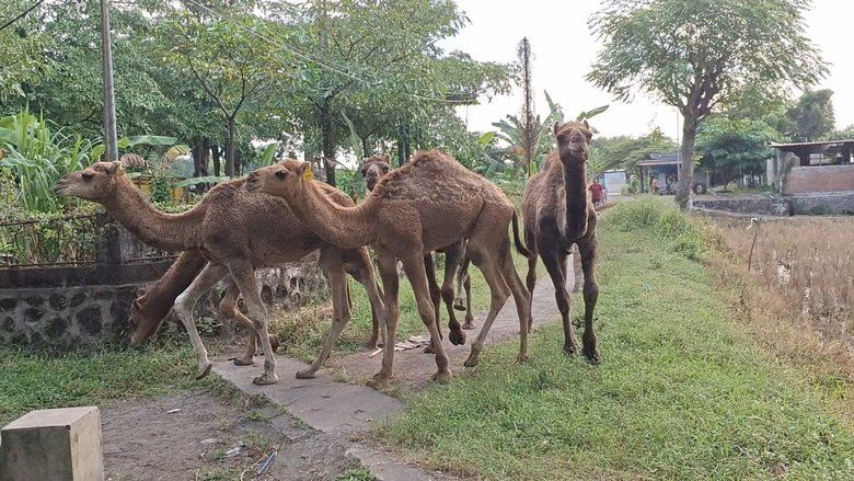 Di Mojokerto, Unta Tak Lagi Sekadar Satwa Kebun Binatang, Kini Dirintis Jadi Hewan Kurban