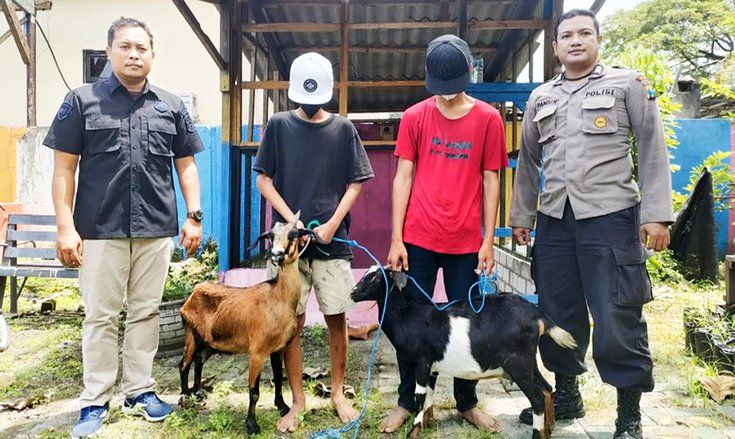 Spesialis Pencuri Kambing Diringkus Polisi, Hewan Dimasukkan ke Dalam Sarung