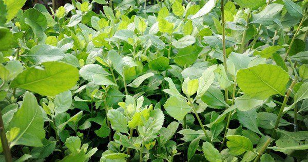 Cara Mudah Daun Beluntas dengan Menyeduhnya Menjadi Teh Debu