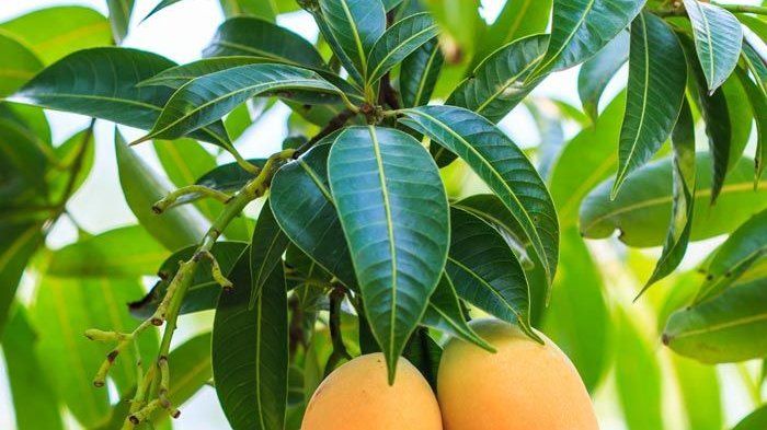 Ini 6 Khasiat Daun Mangga untuk Kesehatan