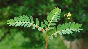 Alternatif Penyembuhan PMK dengan Air Rebusan Daun Meniran