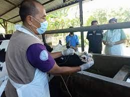 Cegah Meluasnya PMK, Ternak dari Luar Kota Dilarang Masuk Madiun