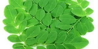 Disebut ‘Tanaman Ajaib’, ini 6 Manfaat Daun Kelor