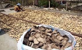 Cina Minta Porang dari Lahan yang Sudah Diregistrasi