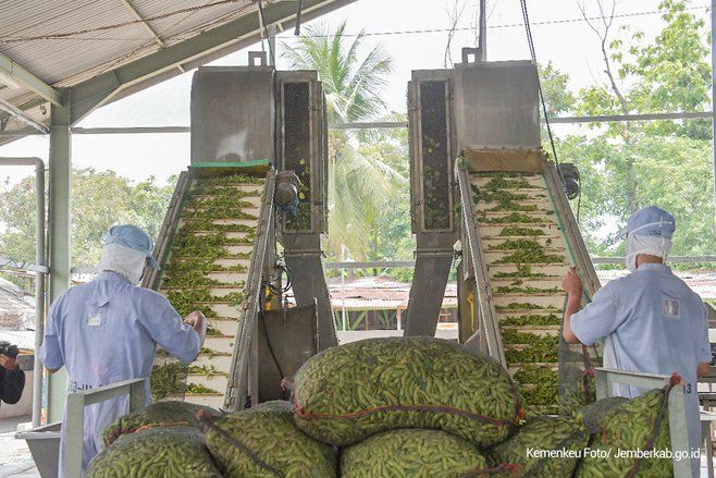21 Ton Edamame Jember Diekspor ke Mancanegara