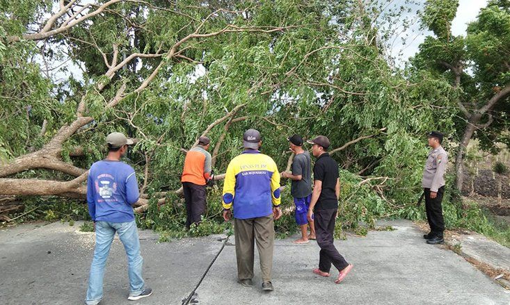 Hujan dan Angin Kencang Landa Mojokerto, Pohon Bertumbangan di Tiga Lokasi 