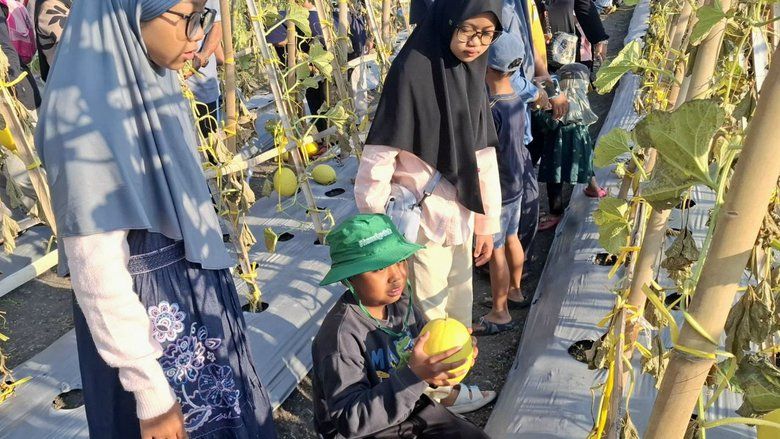 “Mau Saya Tanam di Rumah”: Ketika Sebuah Melon Menumbuhkan Harapan Regenerasi Petani