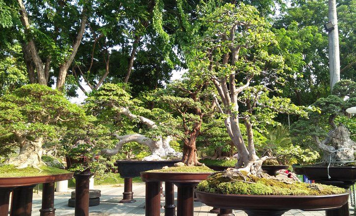 Taman Surya Surabaya Gelar Festival Nusantara Bonsai