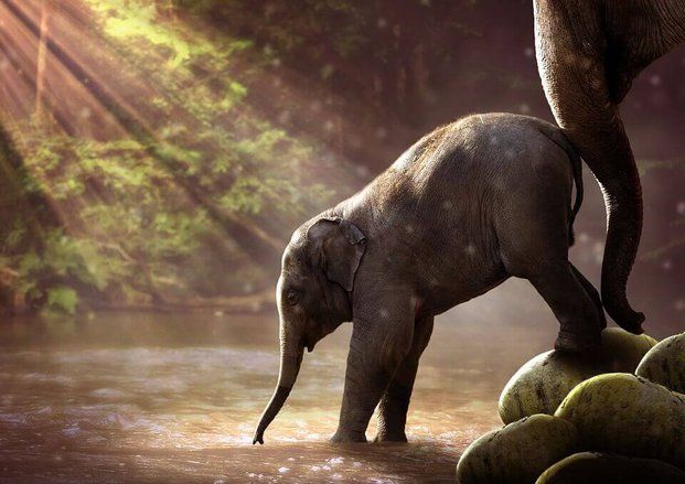 Populasi Satwa Liar Prioritas di Indonesia Meningkat