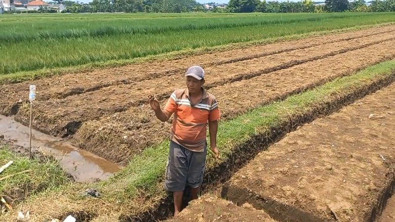 Musim Hujan Datang, Keong Emas Hancurkan Padi Petani di Kota Probolinggo