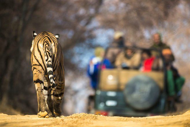Ini Tempat Terbaik Melihat Harimau Bebas Berkeliaran